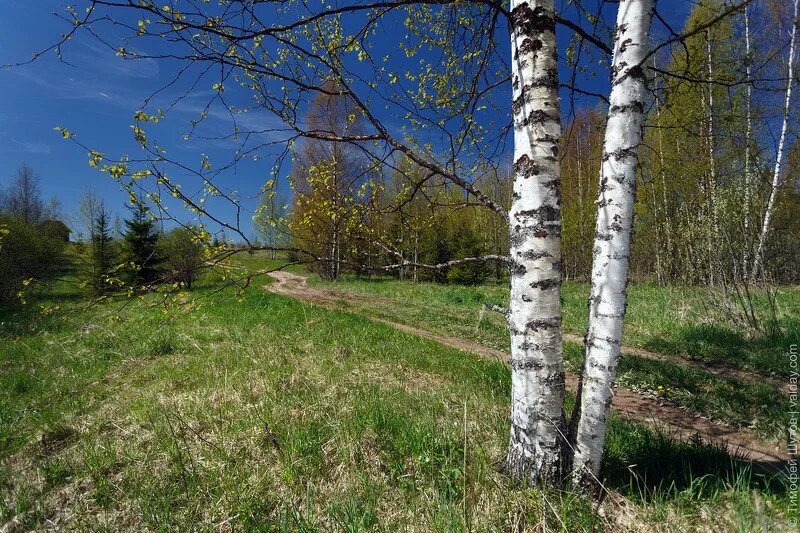 Калужские и тульские перелески. Перелесок. Как выглядит перелесок. Большая Валдайская тропа. Перелесок птица.