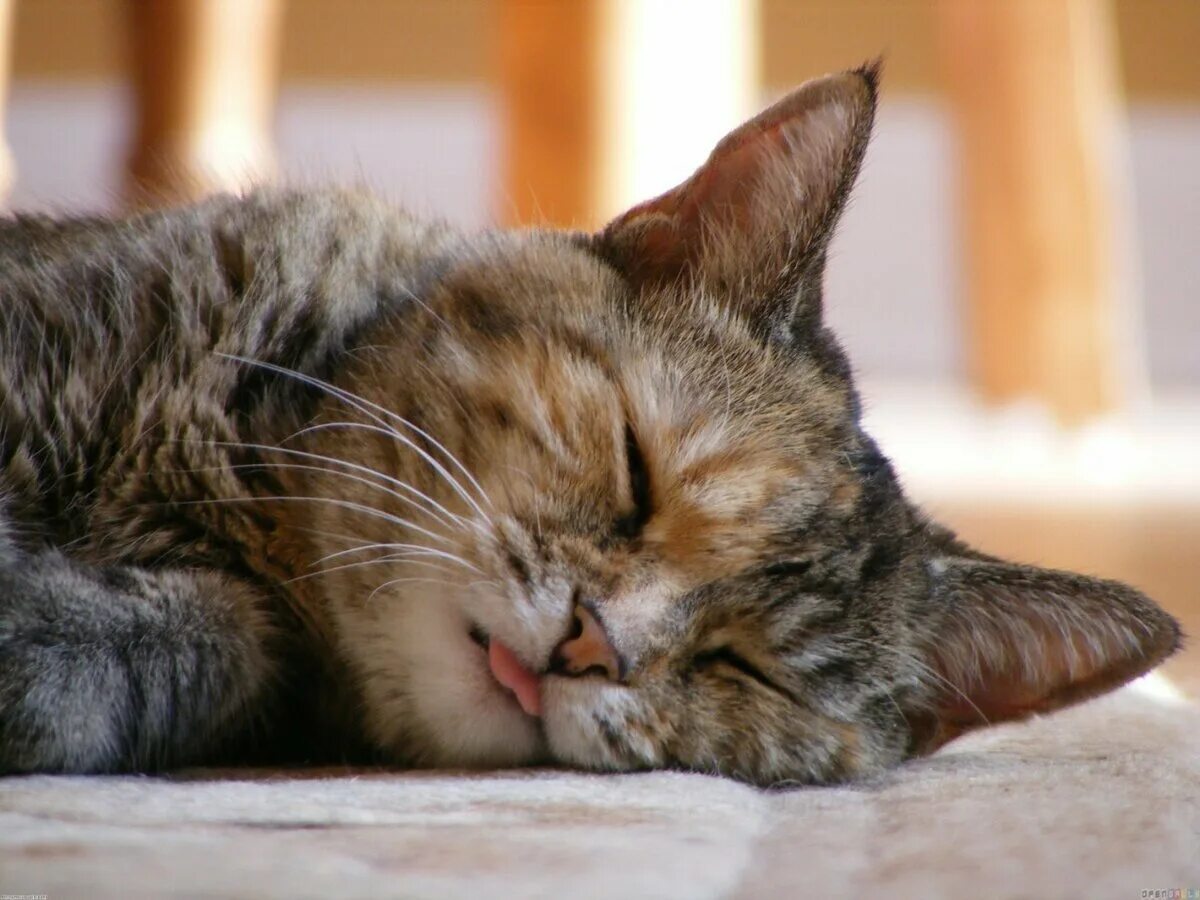 Почему кошки спят со мной. Спящий кот. Спящие коты. Сонный кот.