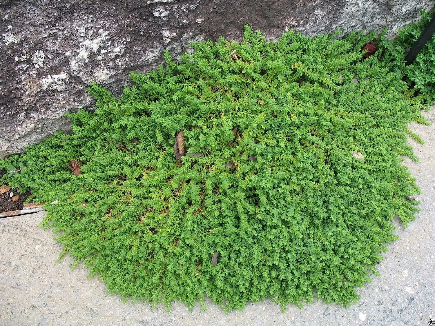 Трава которая растет ковром