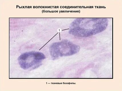 Какие ткани рыхлые