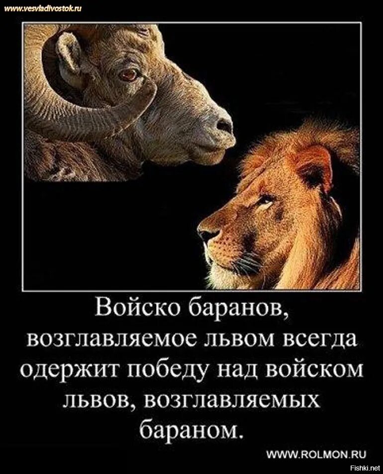 Фразы про льва. Войско Баранов возглавляемое львом всегда одержит. Войско Баранов возглавляемое львом. Лев и баран. Львы побеждают всегда.