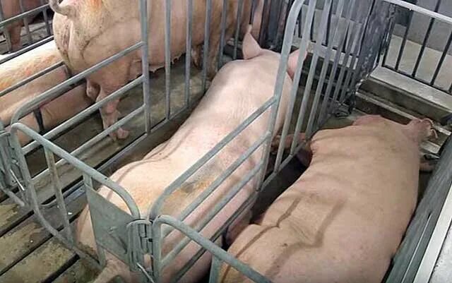 Забой свиней на свиноферме. Выращивание свиней на забой. Свиноферма на 3 свиноматки. Измерение свиней