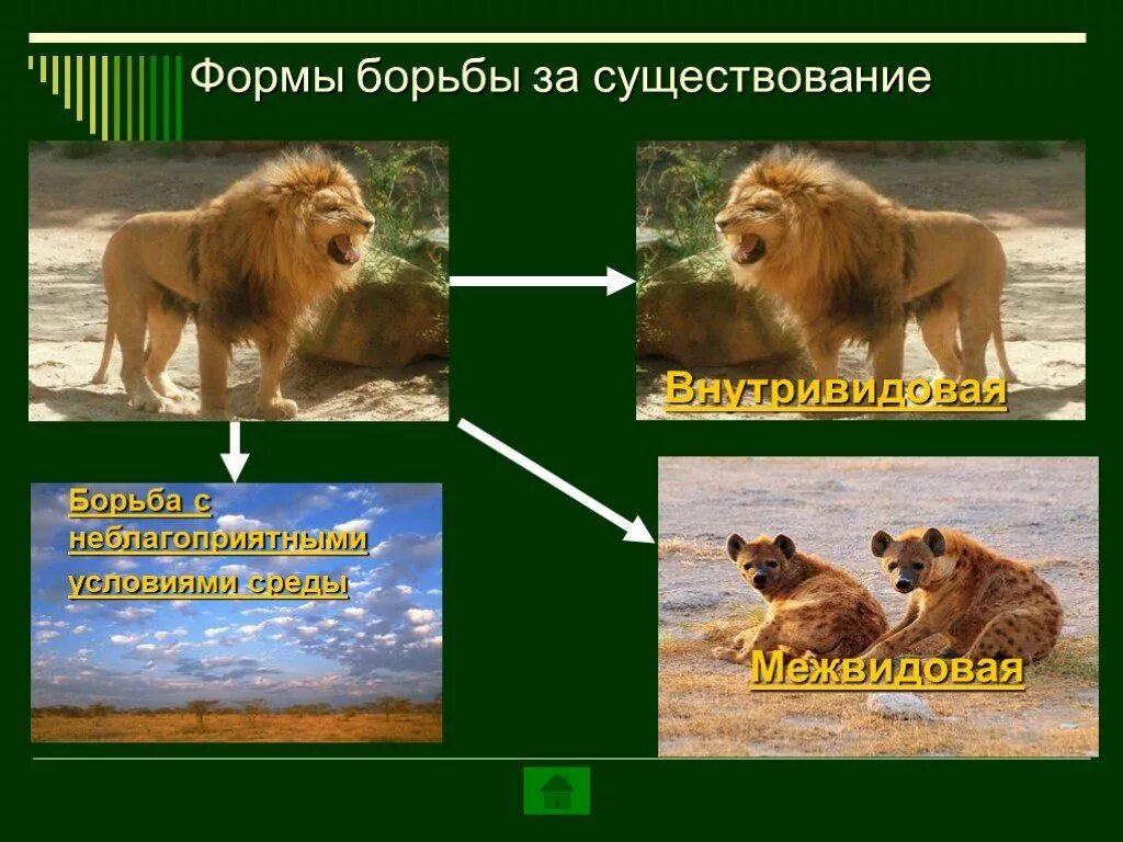 Борьба с неблагоприятным отбором. Борьба с неблагоприятными условиями среды. борьба за существование борьба с неблагоприятными условиями. естественный отбор борьба с неблагоприятными условиями. внутривидовая борьба за существование.