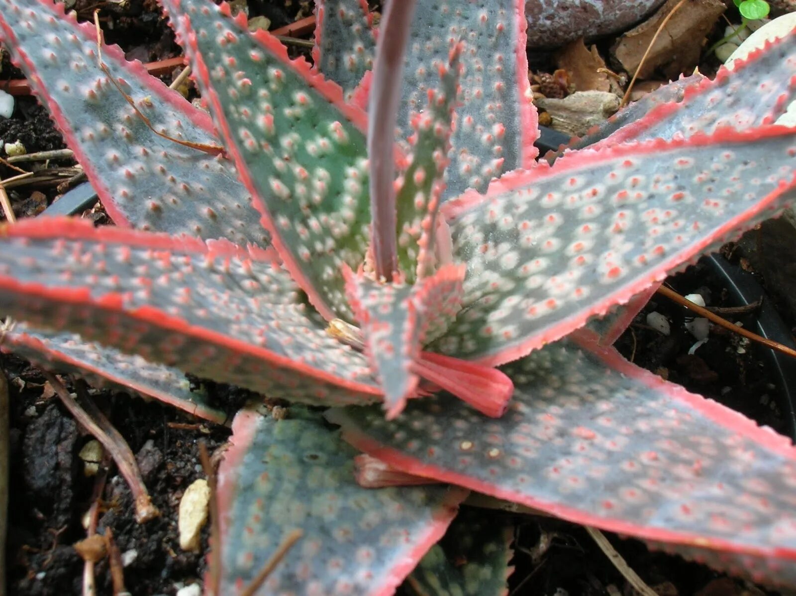 Розовый алоэ. Алоэ Пинк Блаш. Алоэ Pink blush. Aloe rauhii ('Pink blush'). Aloe CV. Pink blush.