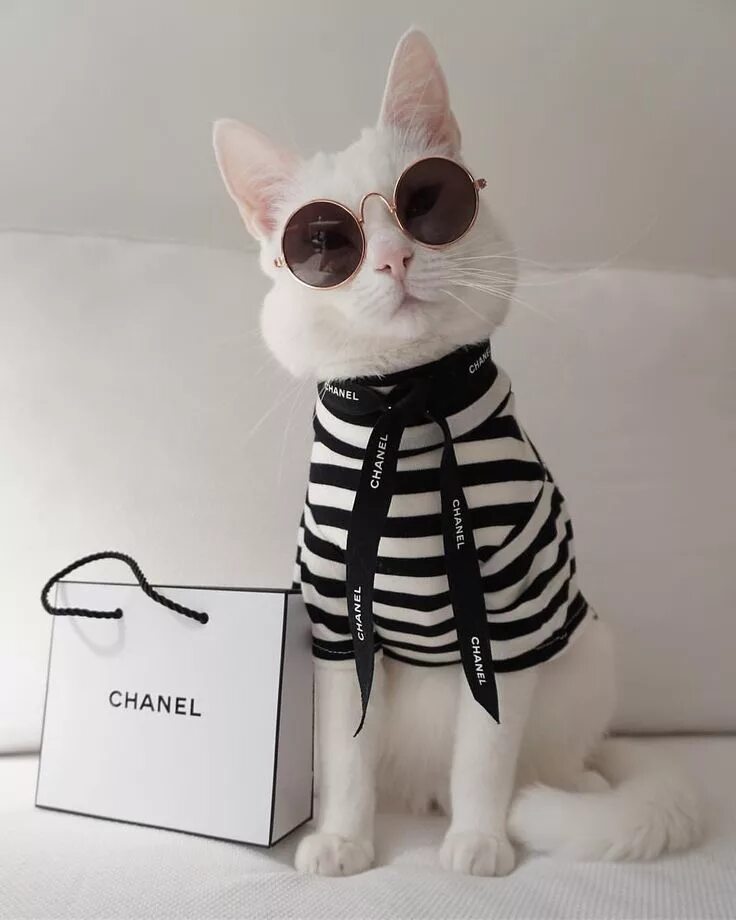 Cat styled