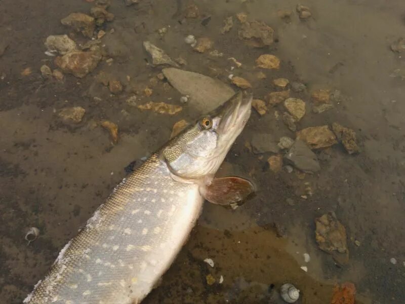 Рыбы Химкинского водохранилища. Химкинское водохранилище рыбалка. Химкинское водохранилище рыбалка рыба. Химкинское водохранилище рыбалка щучьи места. Донфишер ру ростов на дону