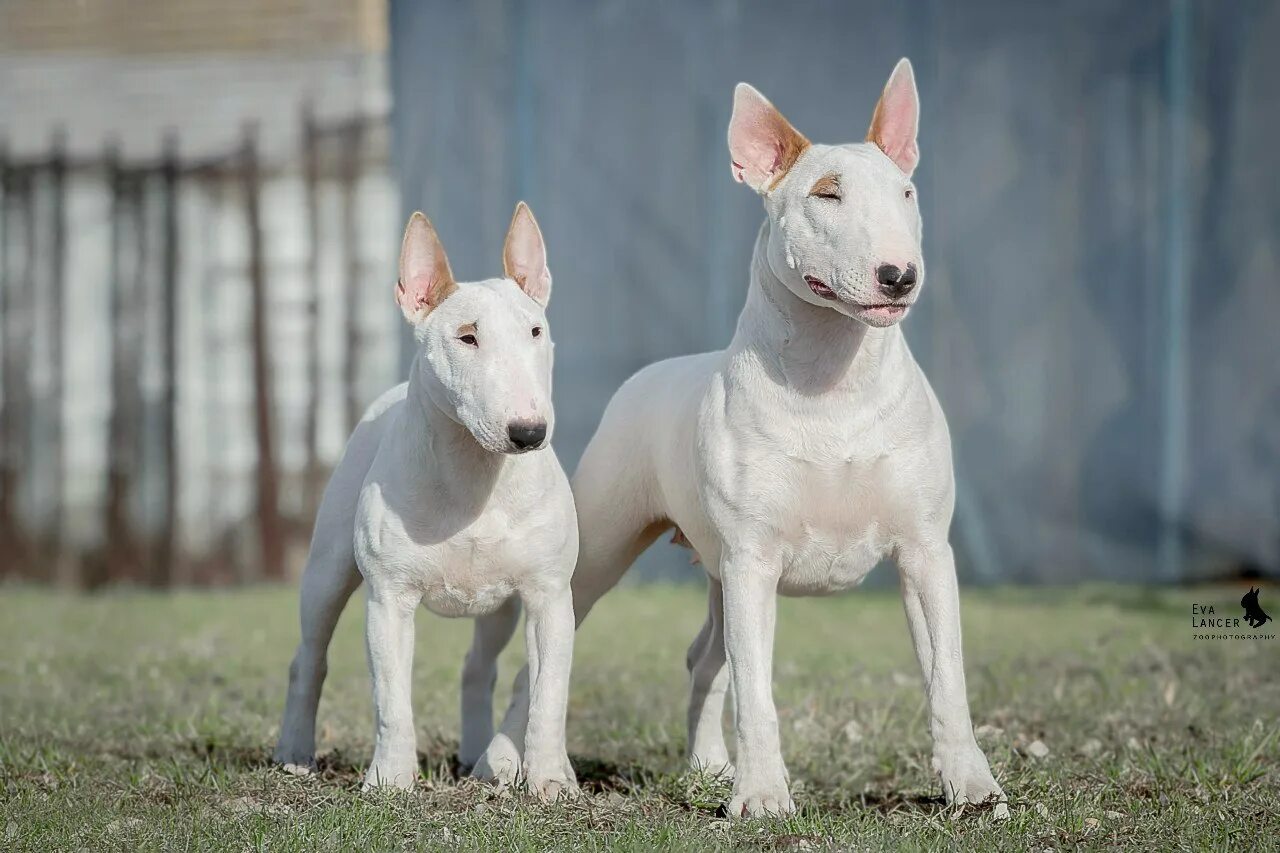 мини бультерьер и стандартный. порода мини бультерьер. бультерьер мини и стандарт. бультерьер мини и стандарт. порода мини бультерьер.