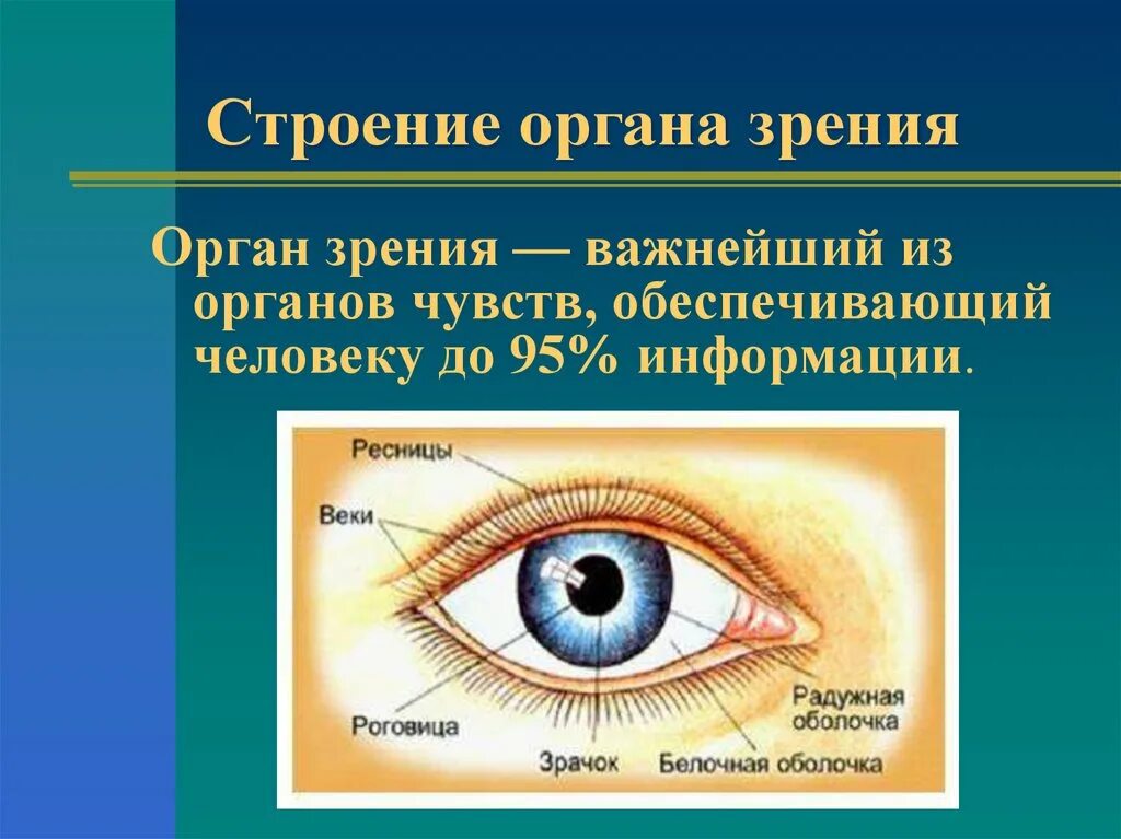 Орган зрения глаз биология 8 класс. Анализатор глаза биология 8 класс. Строение органа зрения человека 8 класс биология. Биология 8 класс орган зрения и зрительный анализатор. За зрачком в органе зрения человека находится