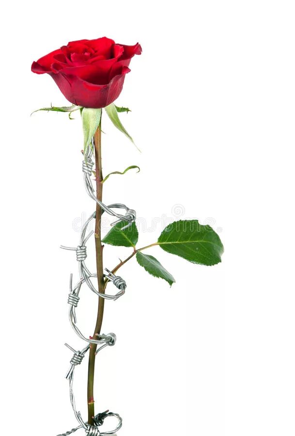 Стебель розы с шипами. Розы с длинным стеблем. Розы снизу
