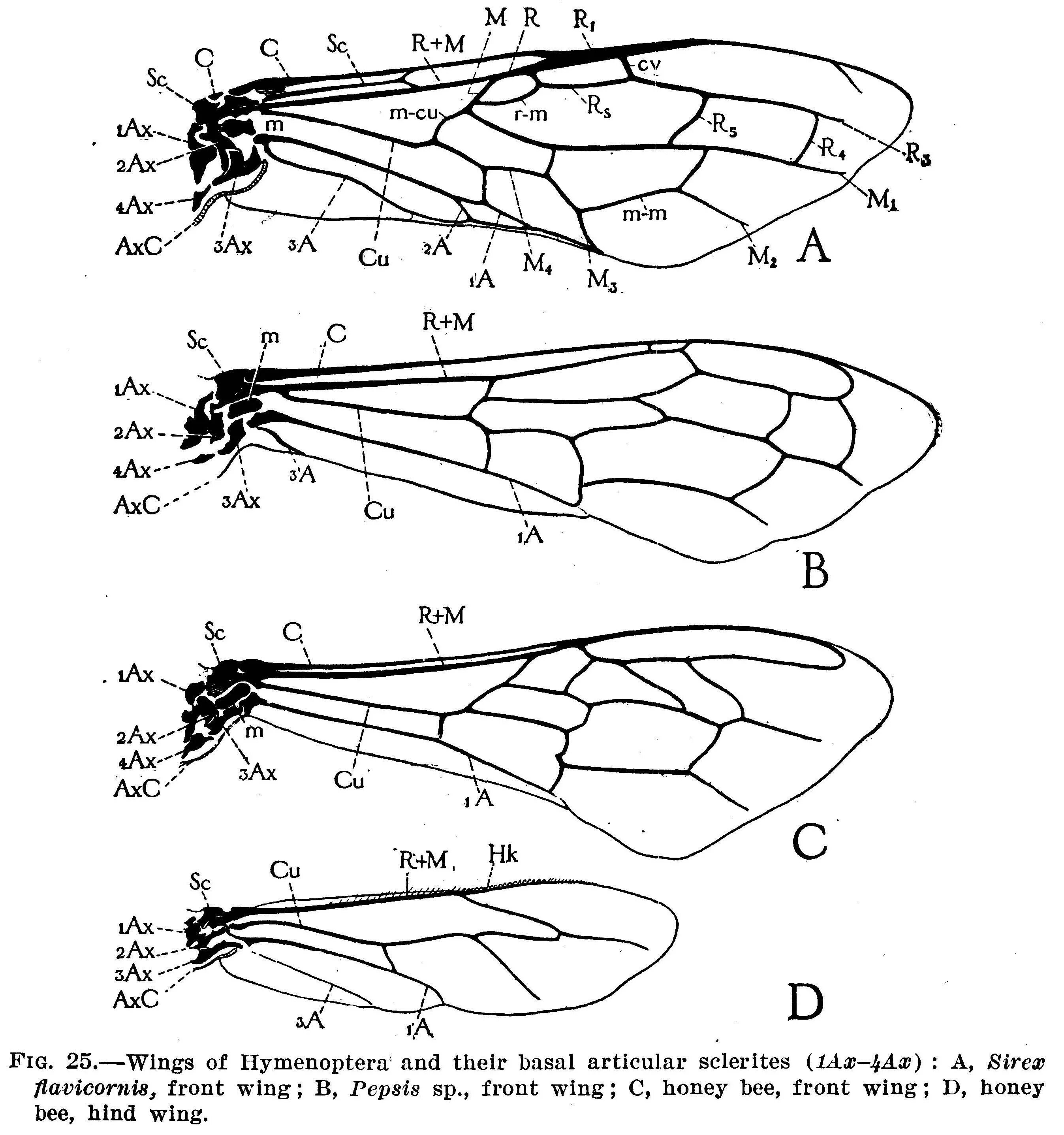 Крылья мухи схема. Строение крыла пчелы. Строение крыла перепончатокрылых. Перепончатокрылые строение крыльев. Строение крыла мухи.