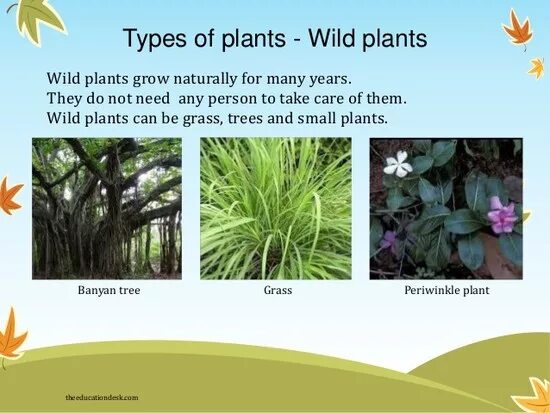 How many plants. Types of Plants. Plants topic. Виды Plants на английском. Wild Plants.
