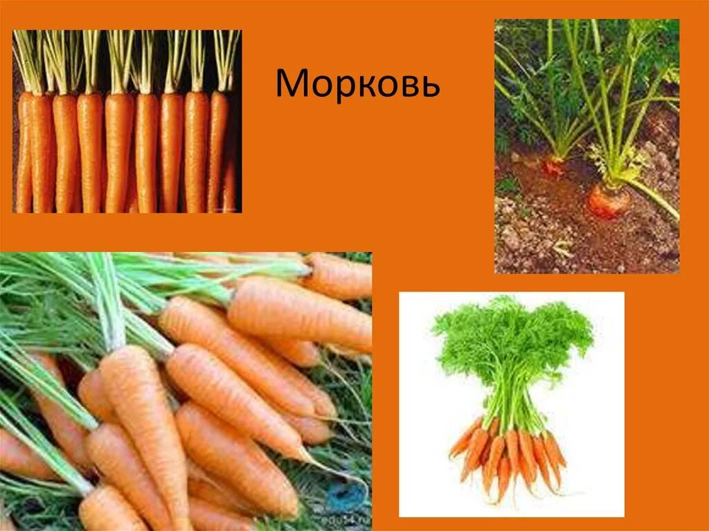 Класс растения морковь