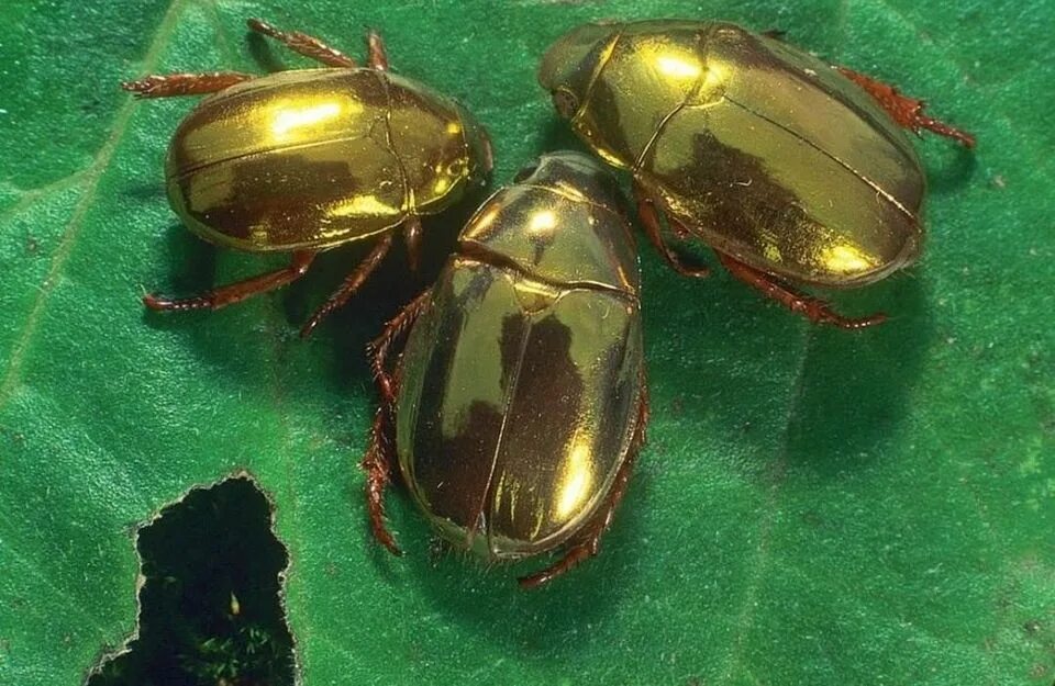 Золотой Жук скарабей. Chrysina resplendens. Зеркальный скарабей Жук. Жук скоробейник золотой.