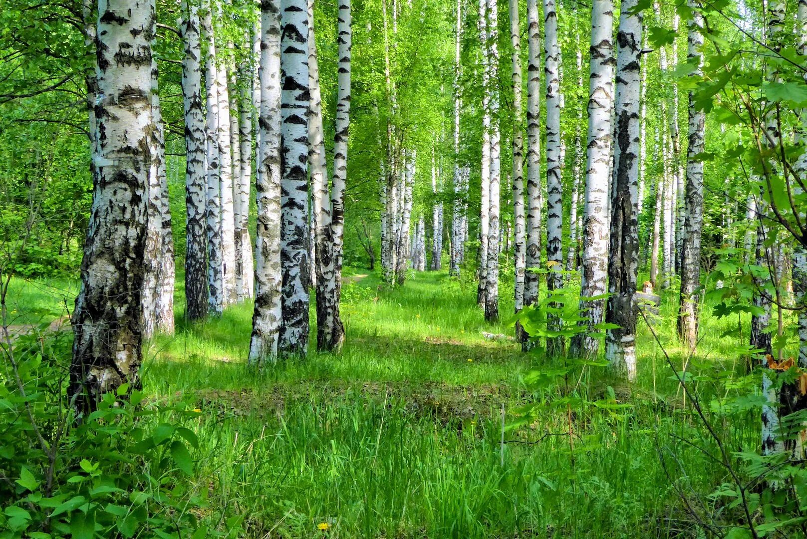 Курск березовая роща. Komar березовая роща. лужайка в березовой роще. березовая роща с ромашками. самая красивая береза.