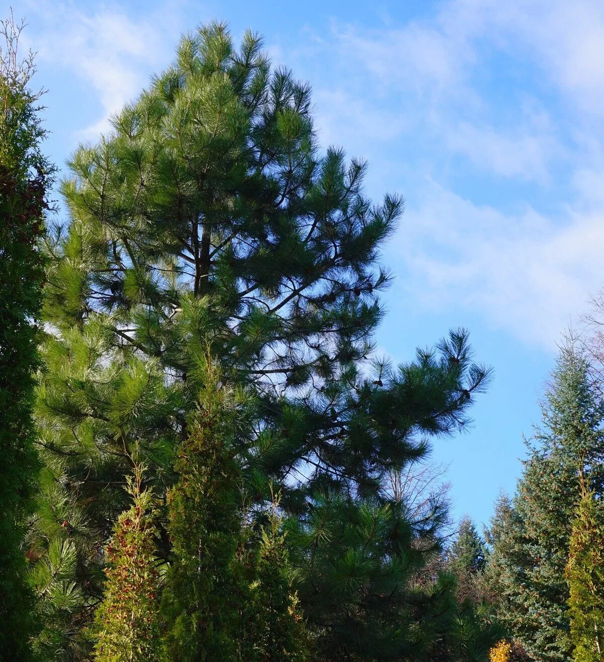 Хвойные кроны. Сосна Pinus Ponderosa. Крона сосны обыкновенной. Сосна желтая Пондероза. Сосна желтая Орегонская.