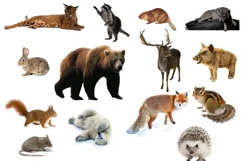 Жастарға арналған үй порносы