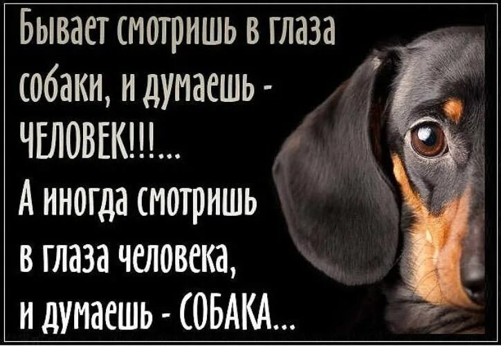 Собака выражения. Высказывания о собаках. цитаты про собак. собака и человек цитаты. высказывания про собаку и человека.