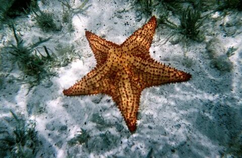 Как двигается морская звезда