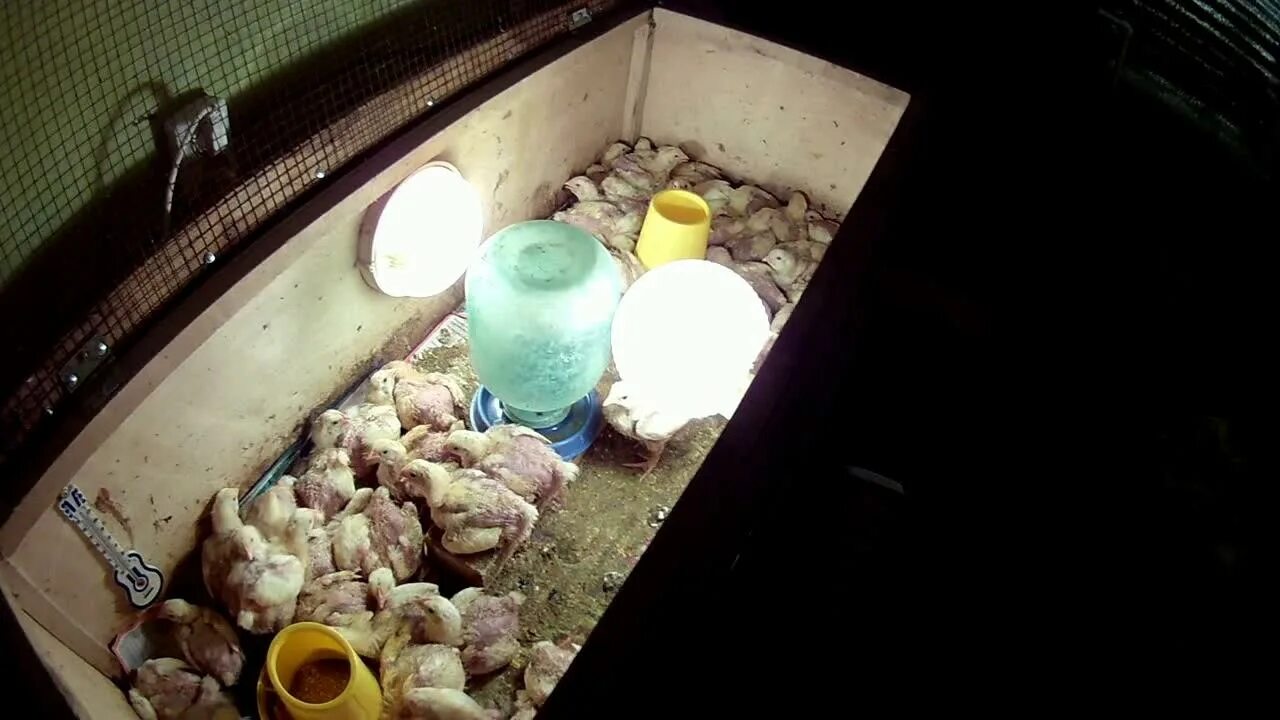 Выключать ли свет цыплятам на ночь. Цыплята в инкубаторе. Коробка для цыплят после инкубатора. Вылуп цыплят в инкубаторе. Вылупление бройлеров в инкубаторе.
