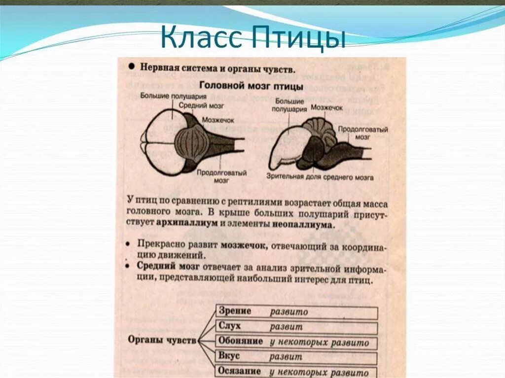 Развитые органы чувств у птиц. Органы чувств птиц таблица. Особенности органов чувств у птиц. Органы чувсчувств птицы. Органы осязания у птиц.