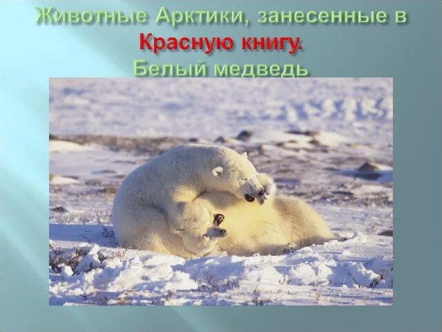Почему белого медведя занесли в красную. Животные Арктики занесенные в красную книгу. Краснокнижные животные Арктики. Исчезающие животные Арктики. Белый медведь красная книга.
