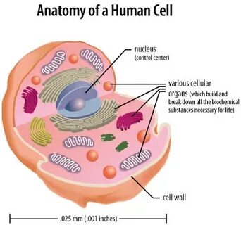Human cell