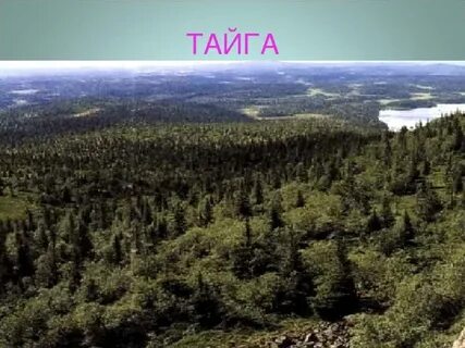 Тайга урок 4 класс