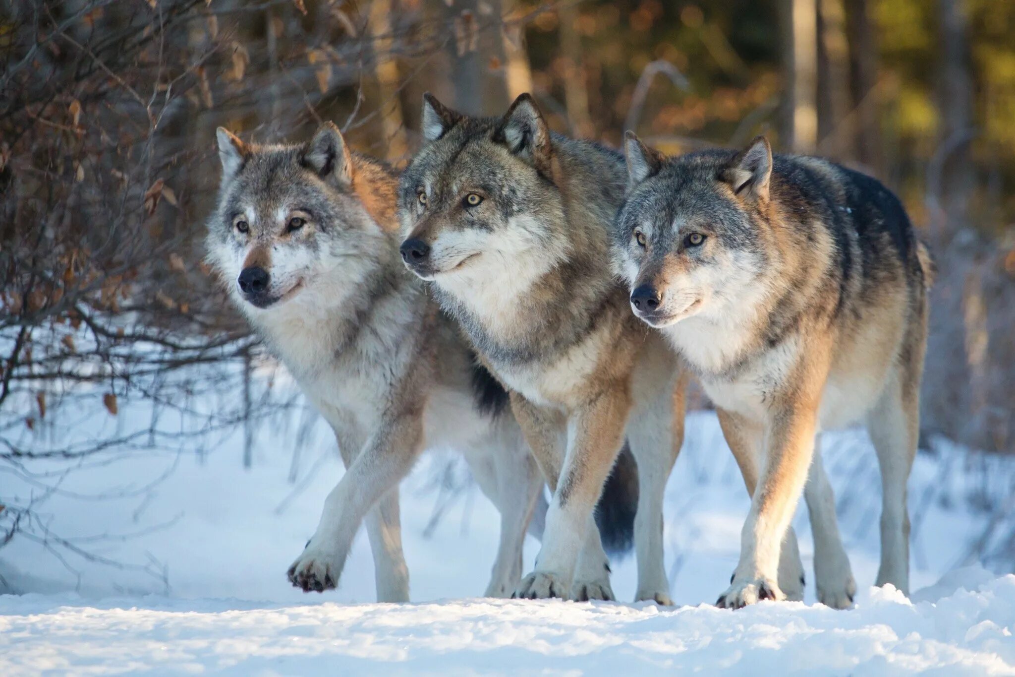 Жизнь серого волка. Полярный волк стая вожак. Вожак волчьей стаи. Волчья стая / Wolf Pack.