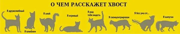 Размер домашней кошки. Как определить возросте котёнка. Как понять сколько по кошачьему. Как определить Возраст котенка. Как определить Возраст котита.