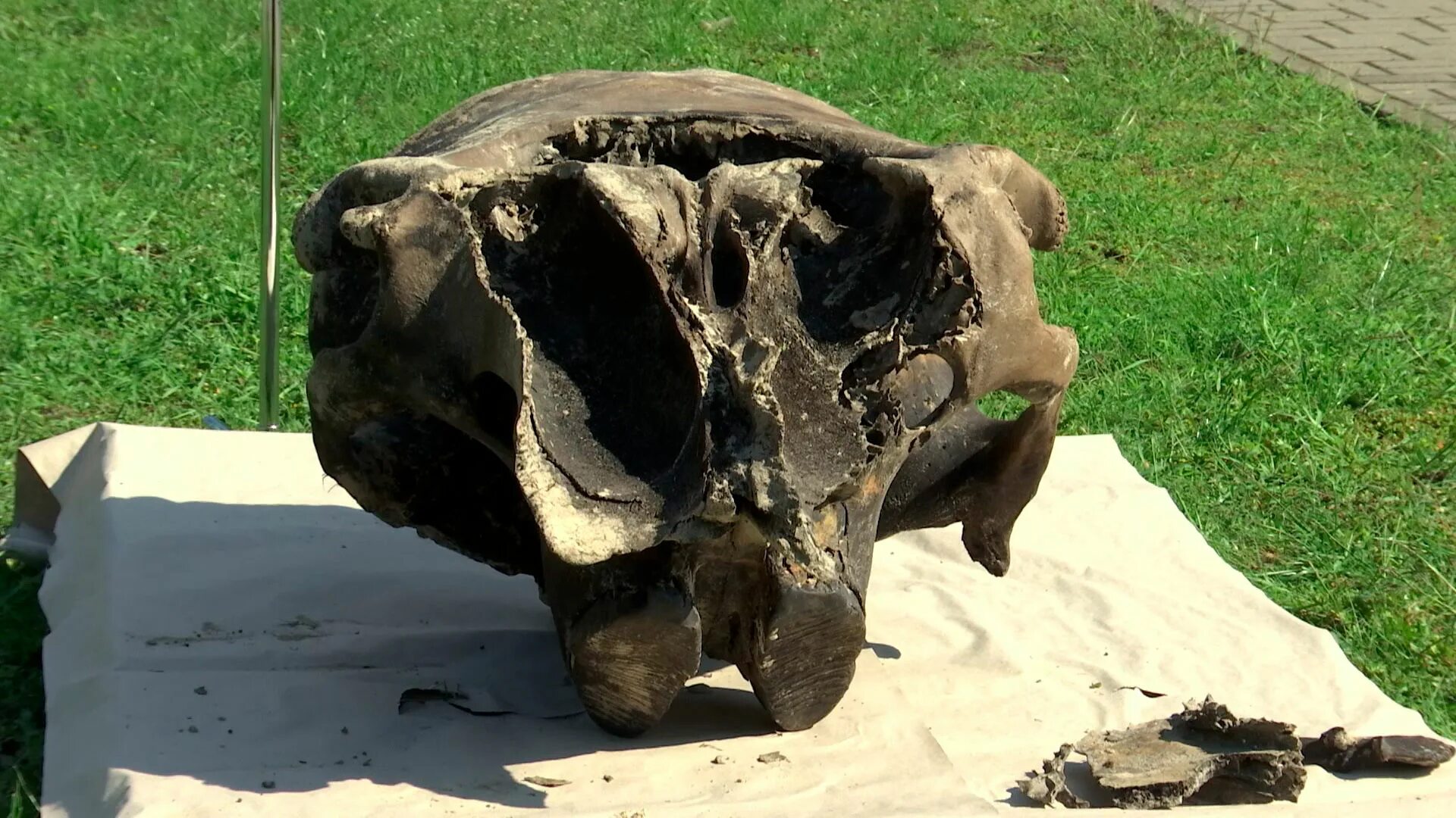 Доисторическая девушка замороженная 40 миллионов лет. Голова мамонта.