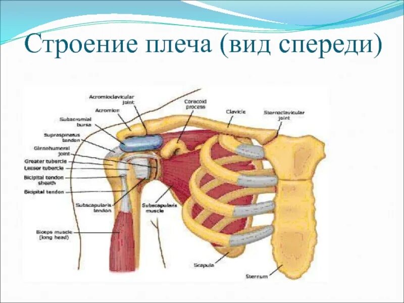 Плечо строение фото