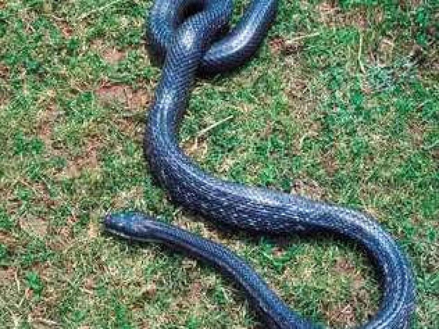 Про синюю змею. Черный Техасский полоз. Черный полоз змея. Черная змея с синими пятнами. Синяя змея.