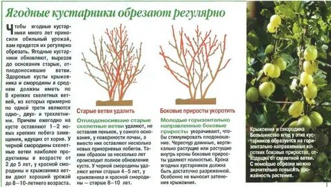 Сколько веток оставлять на смородине
