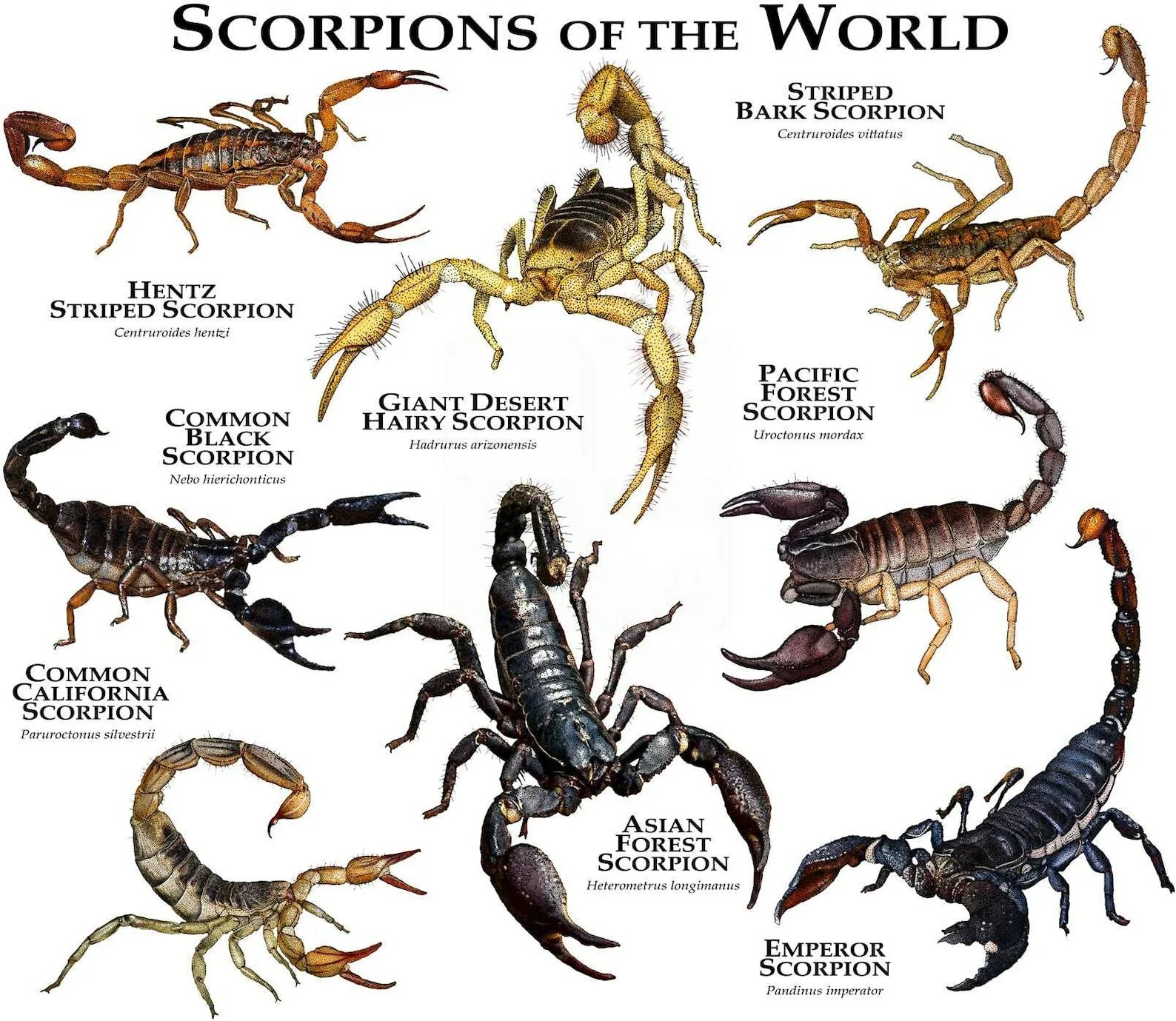 Скорпионы названия. Виды скорпионов названия. Расцветка Скорпион. Скорпионы разновидности с названием.