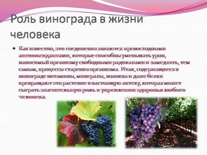 Значение винограда