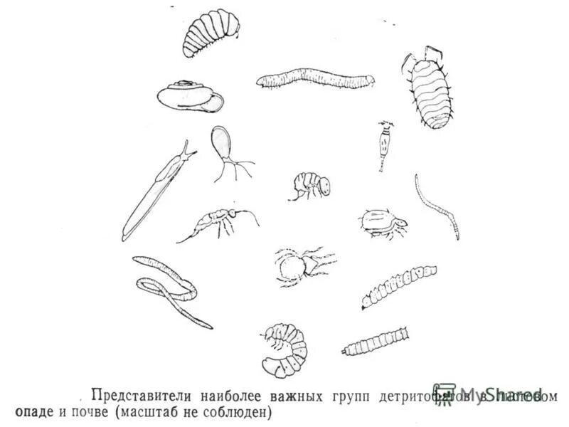 Черви редуценты. Редуценты бактерии раскраска. Разлагатель.