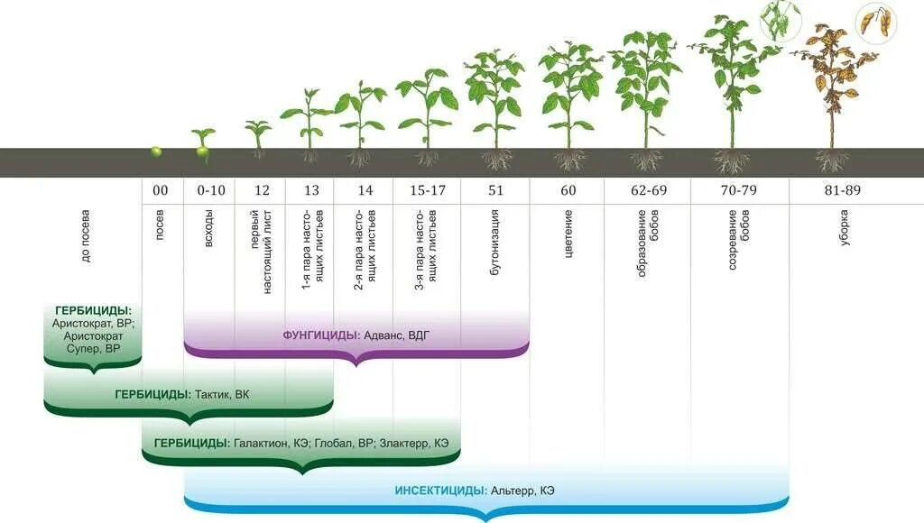 Фенологические фазы сои. Фазы развития кукурузы схема. Фазы развития гороха. Фазы развития гороха посевного. Соя вегетационный период.