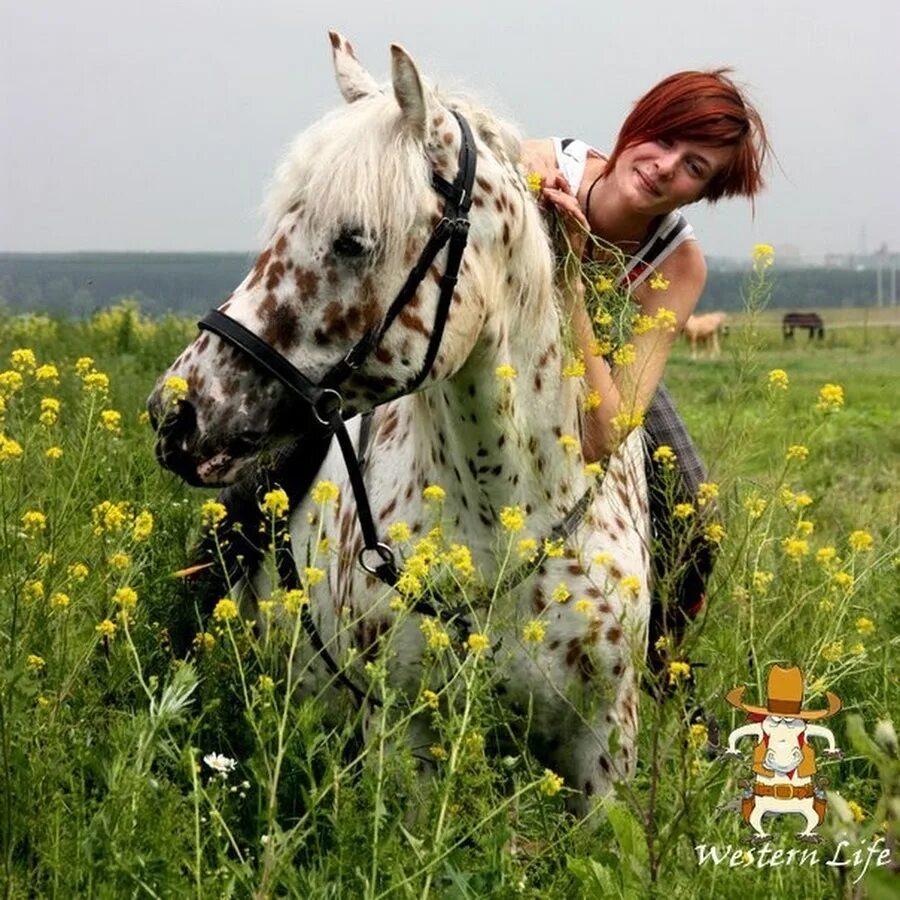 Верховое поле. Конь в поле. Лошадь в поле. Лошади на лугу. Фотосессия с лошадью в поле.