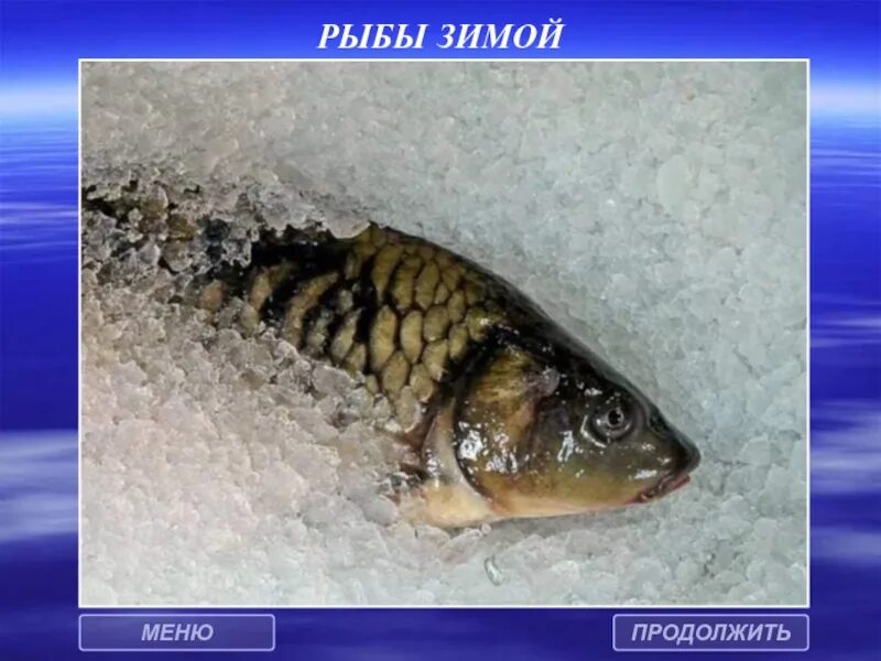 Рыбам в зиму жить. Рыбы зимуют. рыбы зимой для дошкольников. зимнее оцепенение рыб.