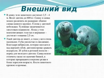 Морские звери узнавание называние краткое описание