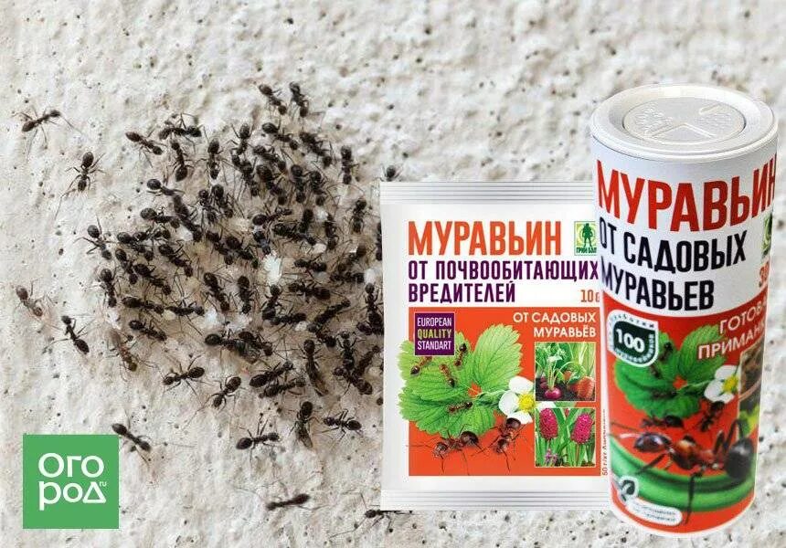 Муравьи как использовать. Муравьи отрава от муравьев. отрава от муравьев в огороде. препарат от садовых муравьев. средство от муравьёв в огороде.
