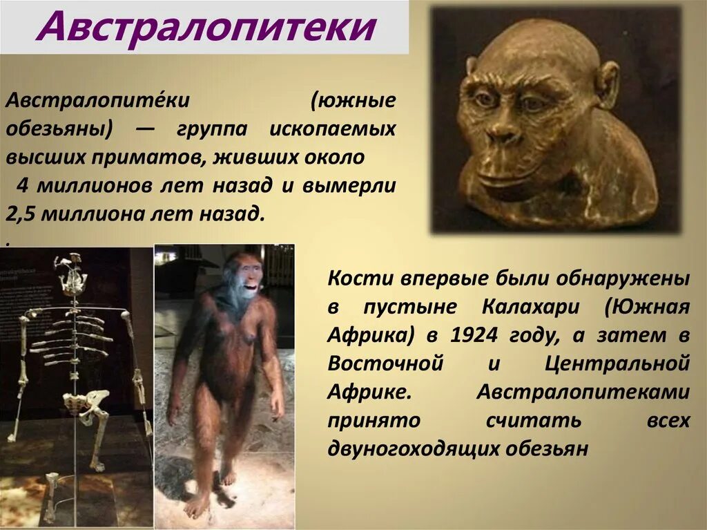 Австралопитеки сообщение. Дриопитек австралопитек. австралопитек (“южная обезьяна”).. австралопитек прямохождение. австралопитеки биология 11 класс.
