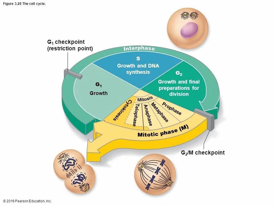 Диаграмма клеточного цикла. Cell Cycle. Cell Life Cycle. Interphase g1.