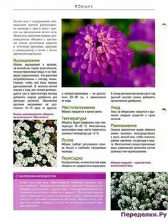 Иберис фото и описание