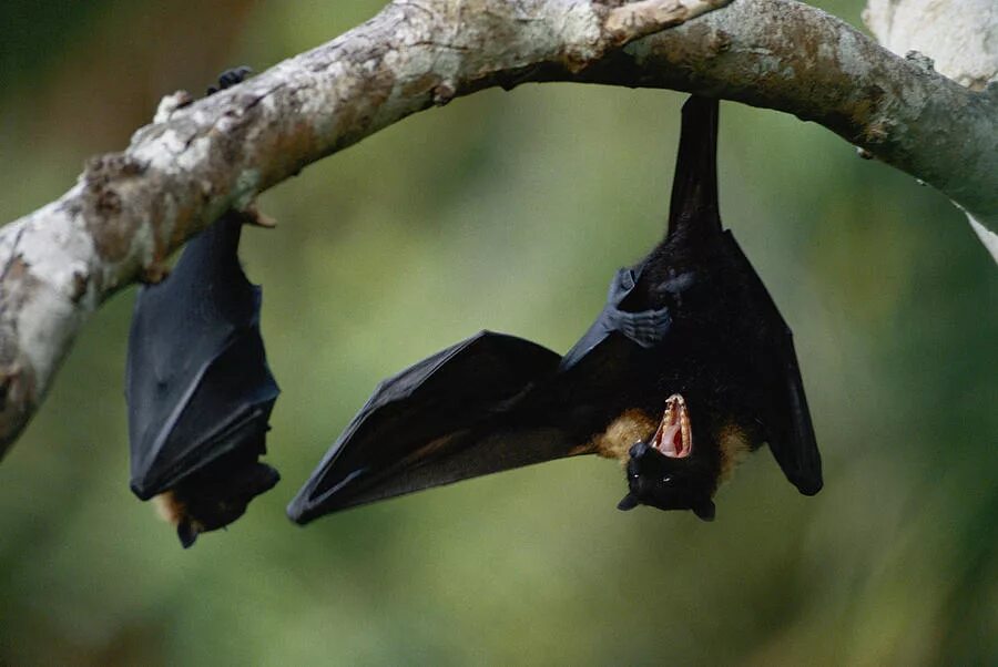 Звук издает летучая мышь. Рукокрылые летучие мыши. Свиноносая летучая мышь. Звуки которые издают летучие мыши. Рукокрылые летучие мыши.