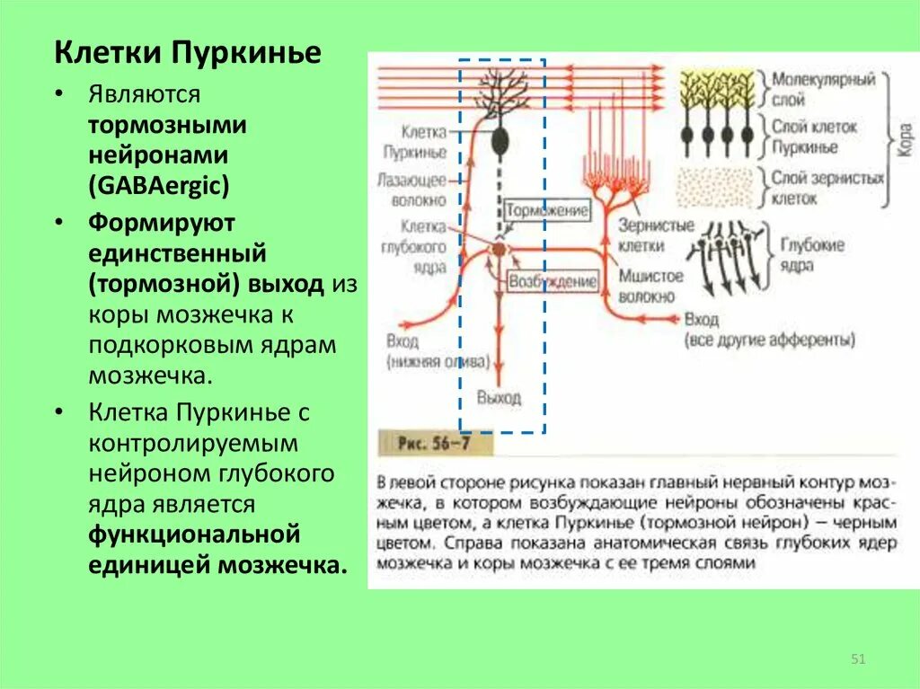 Функции клеток мозжечка. Аксоны клеток пуркинье. клетки пуркинье гистология строение. клетки пуркинье в мозжечке функция. клетки пуркинье тормозные нейроны.