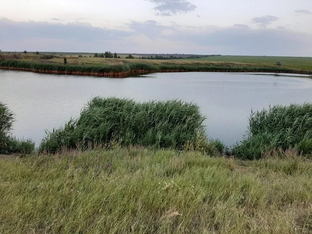 Аряш саратов. Пруд Аряш в Саратовской области. Пруд тихий омут Саратов. Пруд Аряш Саратовская область рыбалка. Патруши тихие пруды.