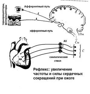 Рефлекторная дуга продолговатого мозга схема. Вегетативная симпатическая рефлекторная дуга схема. Схема эфферентного звена симпатической рефлекторной дуги. Схема рефлекса Бейнбриджа физиология.