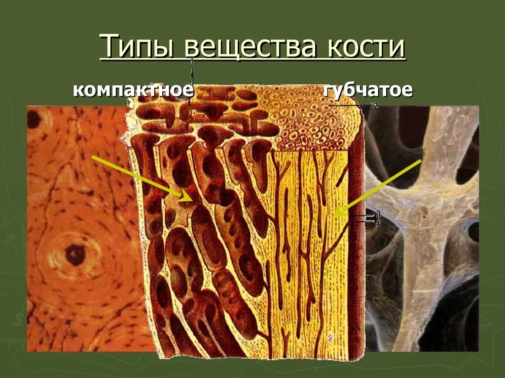 Губчатое вещество костной ткани. Компактное и губчатое вещество кости. Компактонои губачтное вещетсво костей. Компактное вещество костной ткани.