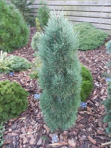Хвойная 39. Pinus Sylvestris Bailey's Upright.
